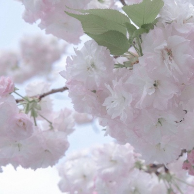 宏伟FurryQQ群介绍